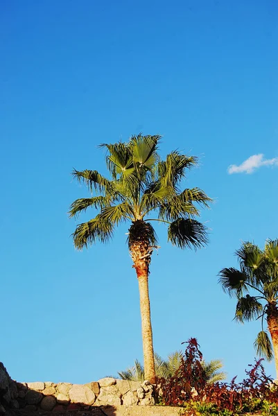 Variety of palm trees — Stock Photo, Image