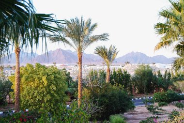 Palmiye ağaçları çeşitli