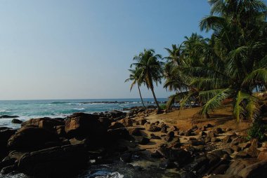 Palmiye ağaçları arka plan