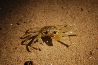 Minik ama çok dost canlısı yengeç