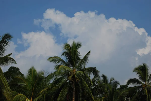 Palmbomen achtergrond — Stockfoto