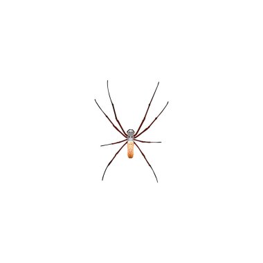 Gerçekçi Arachnid öğesi. Vektör çizim gerçekçi örümcek temiz arka plan üzerinde izole. Örümcek, Spinner ve Araknid sembolleri kullanılabilir.