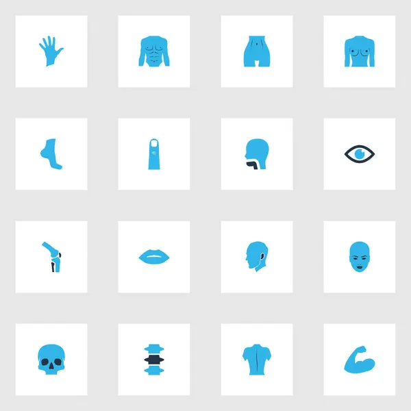 Body icons colored set with head, foot, palm and other knee elements. Isolated illustration body icons. — Stock Photo, Image