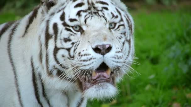 Rosto branco bengala tigre no selvagem perto — Vídeo de Stock