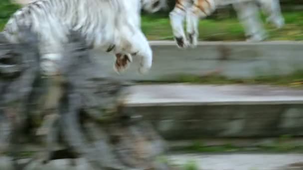 Bengal tiger and white tiger running together — Stock Video