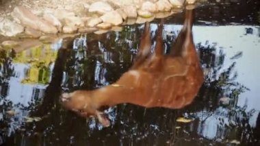 suya yansıyan Batı antilop