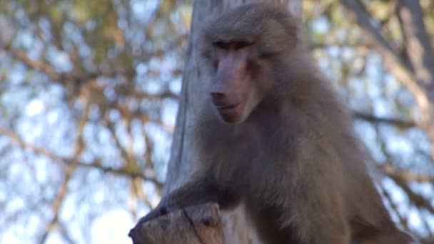 Baboon monkey climbing — Stock Video