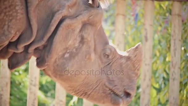 Face of walking rhinoceros — Stock Video