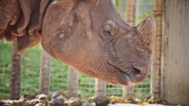 Rostro de rinoceronte andante también — Vídeo de stock