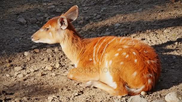 Antilope sitatunga acostado — Vídeos de Stock