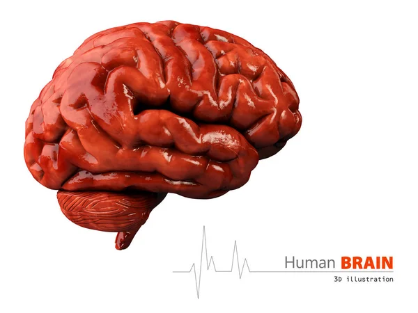 Ilustración del cerebro humano sobre fondo blanco — Foto de Stock