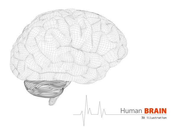 Illustration du cerveau humain sur fond blanc — Photo