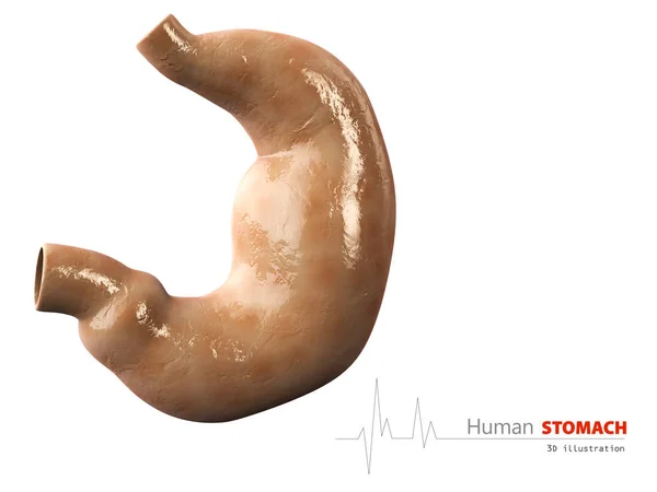 Ilustración del estómago humano sobre fondo blanco — Foto de Stock