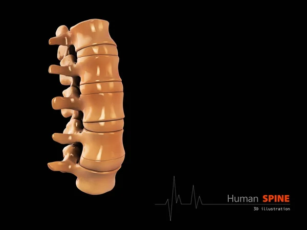 Ilustración 3d de la columna vertebral humana base científica abstracta — Foto de Stock