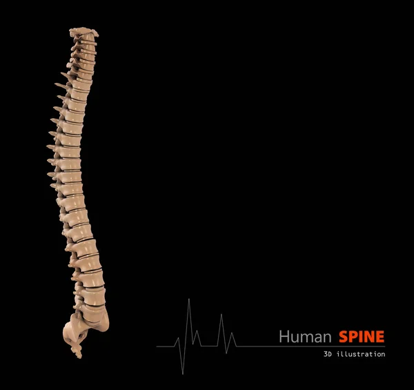 Ilustración 3d de la columna vertebral humana base científica abstracta — Foto de Stock
