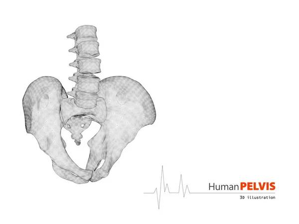 Ilustración de pelvis fondo científico abstracto — Foto de Stock