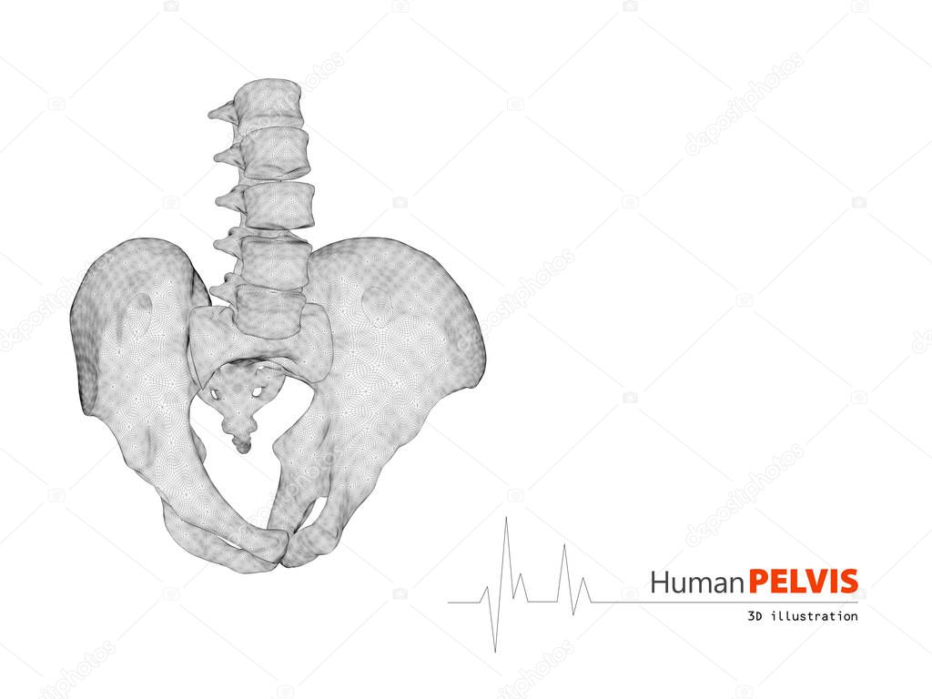 illustration of pelvis abstract scientific background