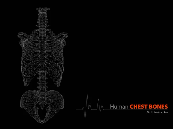Ilustrace na lidské anatomie trupu kostry izolované pozadí — Stock fotografie