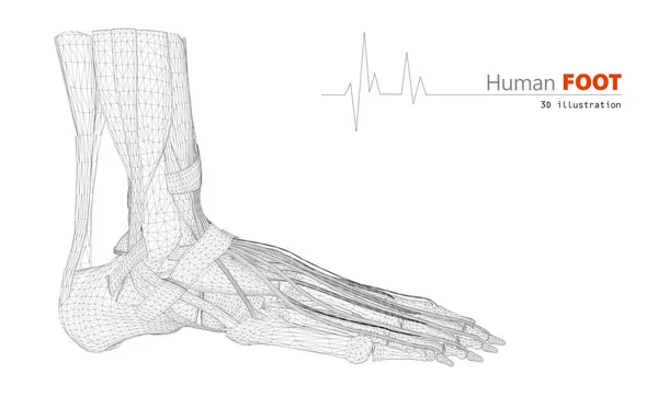 Ilustração sobre anatomia humana, pé isolado fundo — Fotografia de Stock