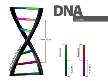 Resimde beyaz arka plan üzerinde DNA'ın kimyasal yapısı