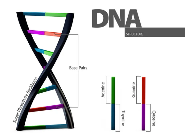 Illustration chemical structure of DNA on white background — Stock Photo, Image