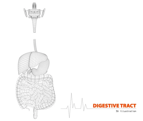 Ilustración del tracto digestivo humano aislado blanco — Foto de Stock