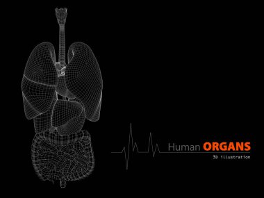 Anatomi insan vücudu 3d resimde gösterilen