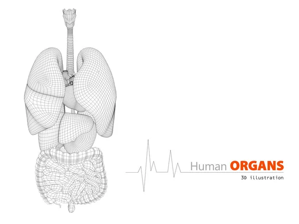 Viser anatomi av menneskekropp 3d-illustrasjon – stockfoto