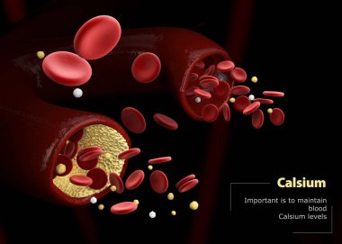 3d Illustration of calcitonin and parathormone. Regulation of calcium levels in the blood clipart