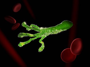 Helicobacter Pylori, midesinde buldum da mikroaerofilik bakterilerin. 3D çizim.