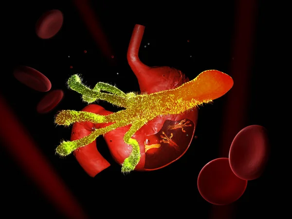 Helicobacter Pylori, midesinde buldum da mikroaerofilik bakterilerin. 3D çizim.