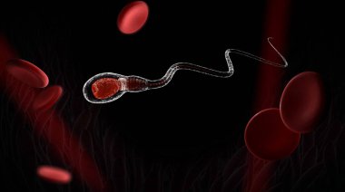 3D render sperm ile kan hücresi, siyahta izole