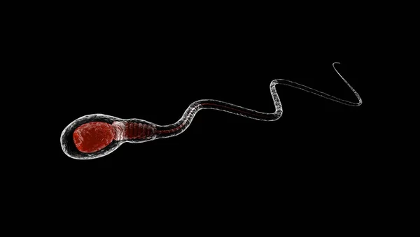 3D obrázek spermií, izolované na černém pozadí — Stock fotografie