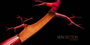 3d Illustration of vein without blood cell, isolated black clipart