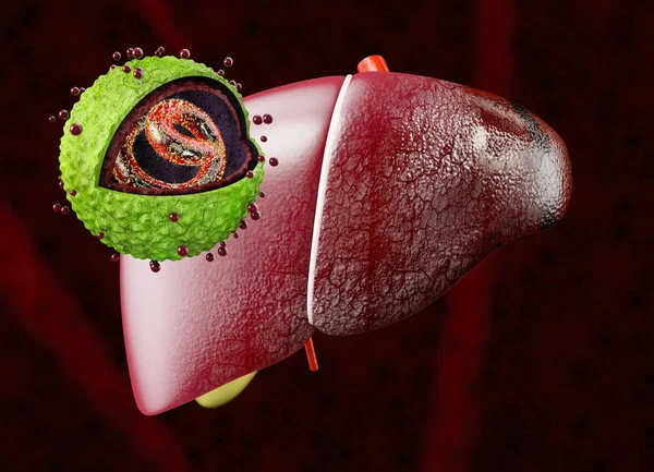 Karaciğer hepatit virüsü ile. Hepatit B virüsü yapısı. 3D çizim