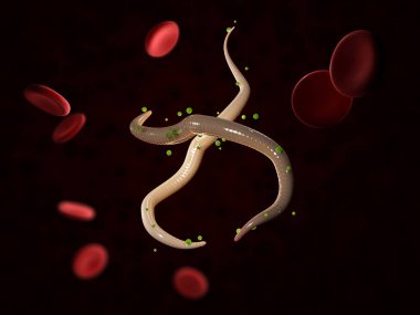 Microfilaria worms in blood, 3D illustration. clipart