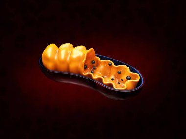 Mitochondria 'nın 3d Hazırlanması - kırmızı arkaplanda gerçekçi resimleme