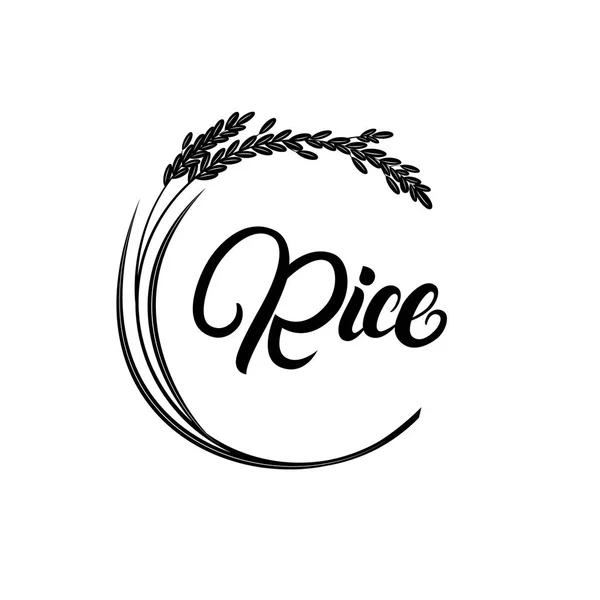 Rijst plant met handgeschreven letters. — Stockvector