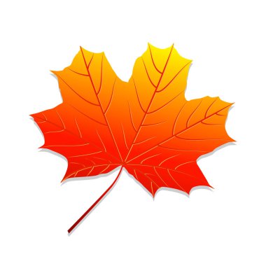 Gerçekçi sonbahar yaprak. Akçaağaç yaprağı.