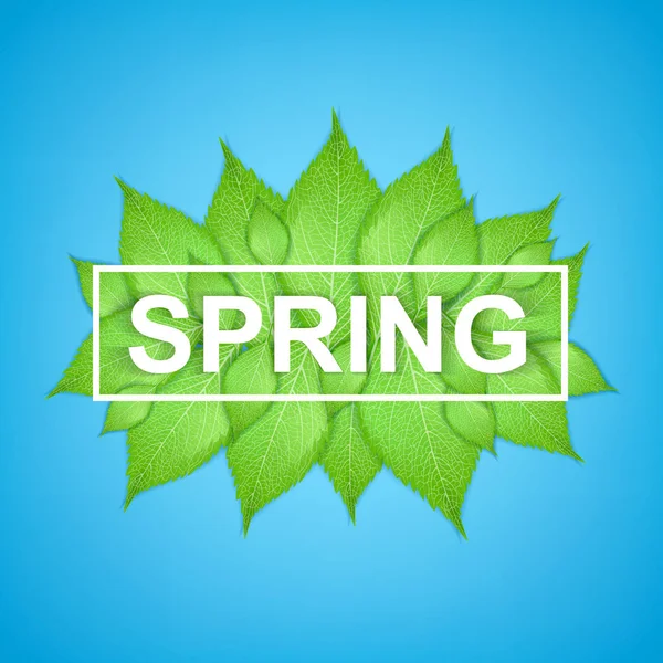 Bahar mektup gerçekçi yeşil yaprakları ile. — Stok Vektör