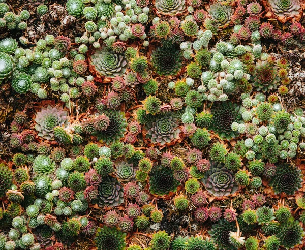 肉肉质植物墙 — 图库照片