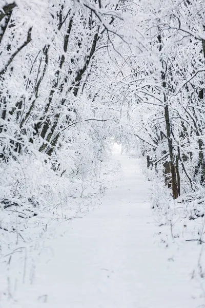 Camino en el bosque de invierno —  Fotos de Stock