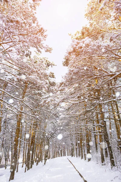 Kış ormanlarında yol — Stok fotoğraf