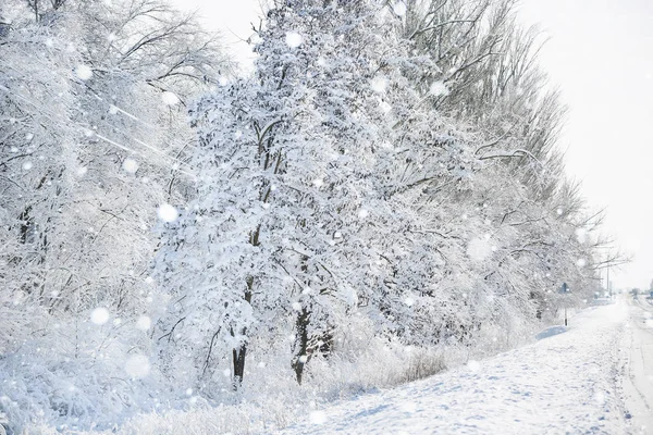 Pad in winterbos — Stockfoto