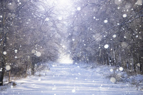Sentiero nella foresta invernale — Foto Stock