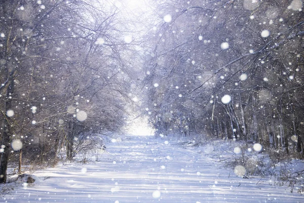 Caminho na floresta de inverno — Fotografia de Stock