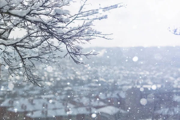 Äste mit Schnee bedeckt — Stockfoto