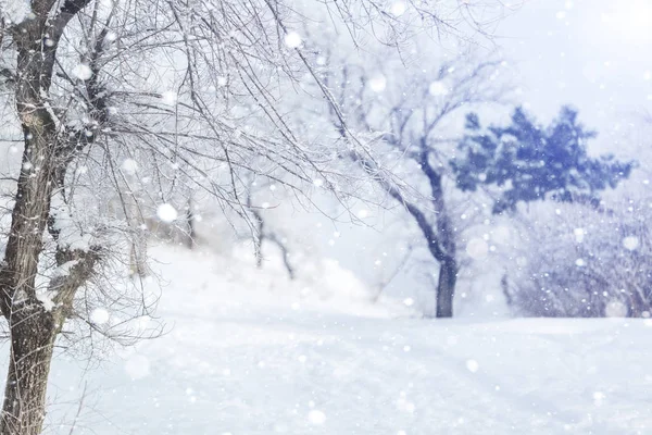 Obfite opady śniegu w parku — Zdjęcie stockowe