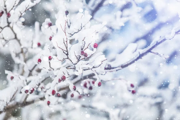 Hóval borított ágak — Stock Fotó