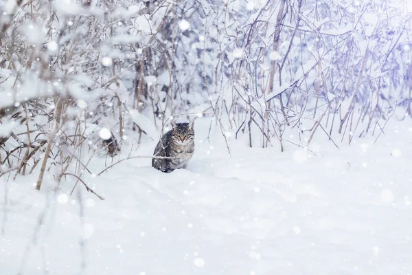 Cat sitting in snow at park in winter — Stock Photo, Image